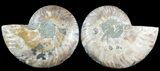 Cut & Polished Ammonite Fossil - Agatized #47716-1